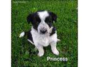 Border Collie Puppy for sale in Tigerton, WI, USA