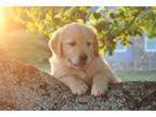 Golden Retriever Puppy for sale in Spring Hope, NC, USA
