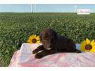 Labradoodle Puppy for sale in Pierre, SD, USA