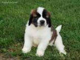 Saint Bernard Puppy for sale in Chilton, WI, USA