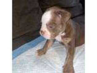 Olde English Bulldogge Puppy for sale in Austell, GA, USA