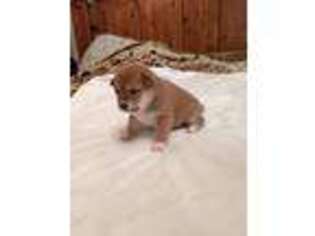 Shiba Inu Puppy for sale in Beaver, UT, USA