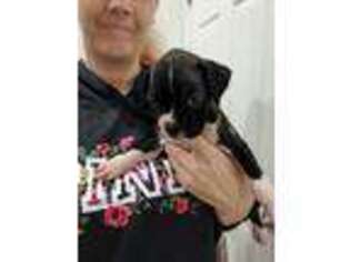 Boxer Puppy for sale in Gibsonton, FL, USA