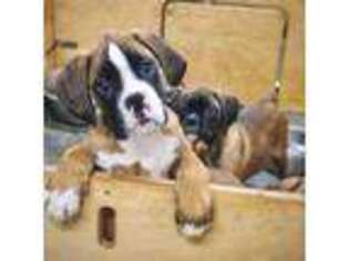 Boxer Puppy for sale in Kennewick, WA, USA