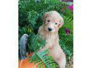 Goldendoodle Puppy for sale in Kirksville, MO, USA