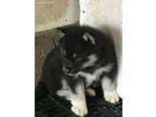 Alaskan Malamute Puppy for sale in Peachtree City, GA, USA
