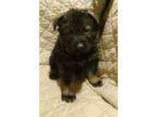 German Shepherd Dog Puppy for sale in Pierson, MI, USA