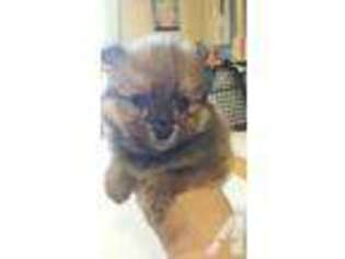 Pomeranian Puppy for sale in WILLIAMSTOWN, NJ, USA