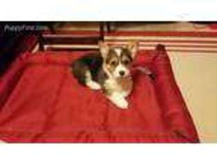 Pembroke Welsh Corgi Puppy for sale in Dearborn Heights, MI, USA