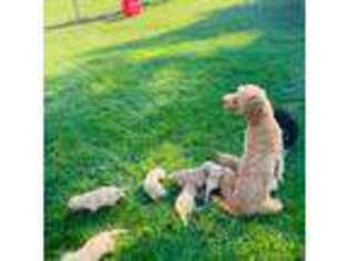 Goldendoodle Puppy for sale in Manistique, MI, USA