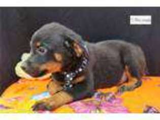 Rottweiler Puppy for sale in Fort Wayne, IN, USA