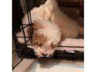 Shih-Poo Puppy for sale in Hicksville, NY, USA