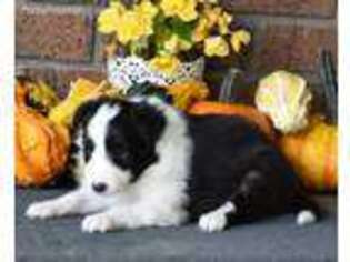 Shetland Sheepdog Puppy for sale in Apple Creek, OH, USA