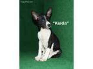 Medium Photo #1 Basenji Puppy For Sale in Nicholls, GA, USA