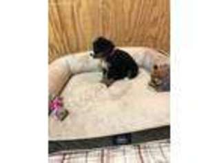 Bernese Mountain Dog Puppy for sale in Osgood, IN, USA