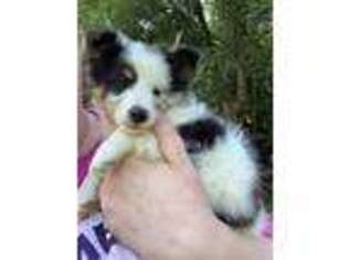 Shetland Sheepdog Puppy for sale in Piketon, OH, USA