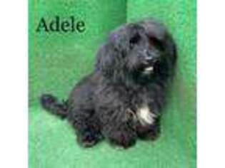 Havanese Puppy for sale in Nicholls, GA, USA