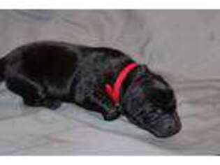 Labrador Retriever Puppy for sale in Seattle, WA, USA
