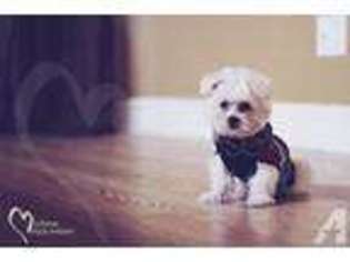 Maltese Puppy for sale in ODESSA, FL, USA