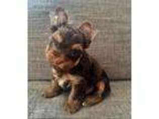 Yorkshire Terrier Puppy for sale in Andrews, SC, USA