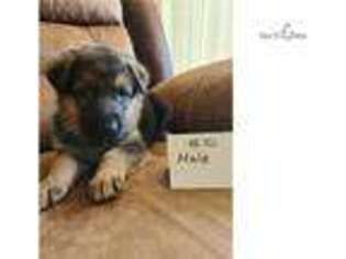 German Shepherd Dog Puppy for sale in Binghamton, NY, USA