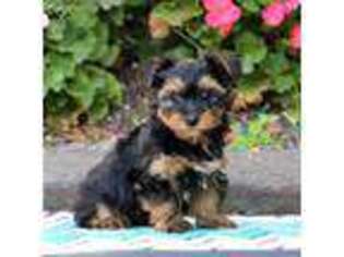 Yorkshire Terrier Puppy for sale in Narvon, PA, USA