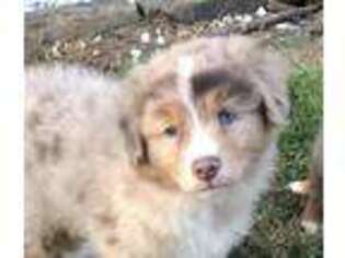 Australian Shepherd Puppy for sale in Howe, OK, USA