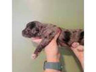 Mutt Puppy for sale in Olin, NC, USA