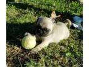 Pug Puppy for sale in Langley, OK, USA