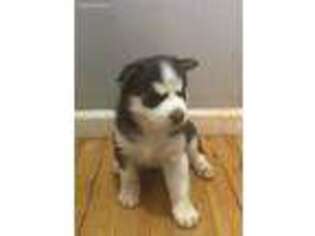 Siberian Husky Puppy for sale in Fredericksburg, VA, USA