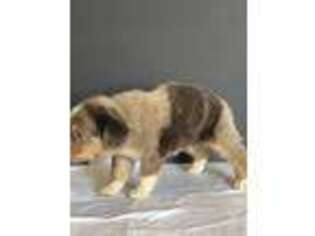 Miniature Australian Shepherd Puppy for sale in Maricopa, AZ, USA