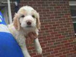 Saint Berdoodle Puppy for sale in Conneaut, OH, USA