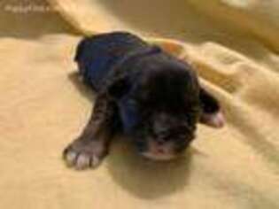 Lhasa Apso Puppy for sale in Taylor Ridge, IL, USA