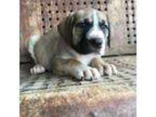 Boerboel Puppy for sale in Herrick, IL, USA