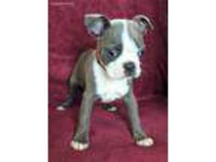 Boston Terrier Puppy for sale in Belle Center, OH, USA