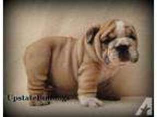 Bulldog Puppy for sale in PHILADELPHIA, PA, USA