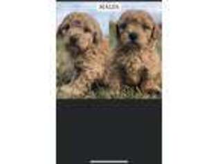 Goldendoodle Puppy for sale in Baxter, TN, USA