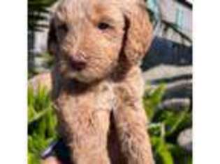 Labradoodle Puppy for sale in Fresno, CA, USA