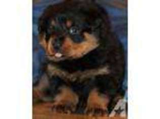 Rottweiler Puppy for sale in NASHVILLE, TN, USA