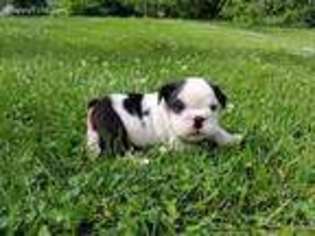 Bulldog Puppy for sale in Rocky Comfort, MO, USA