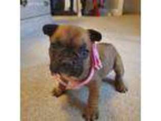 French Bulldog Puppy for sale in Fort Gratiot, MI, USA
