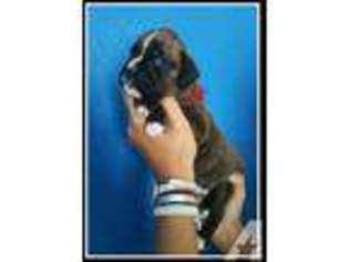 Boxer Puppy for sale in LAWTON, OK, USA
