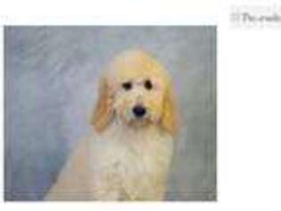 Goldendoodle Puppy for sale in Joplin, MO, USA