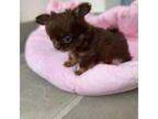 Chihuahua Puppy for sale in Simi Valley, CA, USA