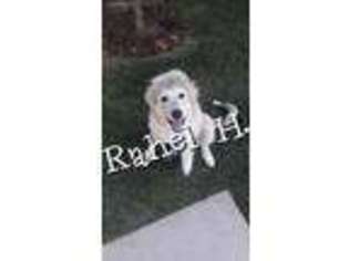 Great Pyrenees Puppy for sale in Dallas, TX, USA