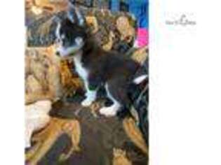 Alaskan Klee Kai Puppy for sale in Wichita, KS, USA