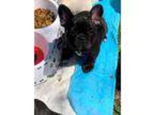 French Bulldog Puppy for sale in Roselle, NJ, USA
