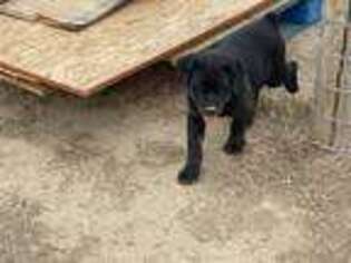 Rottweiler Puppy for sale in Aurora, CO, USA