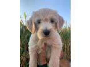 Goldendoodle Puppy for sale in Wellman, IA, USA