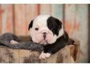 Bulldog Puppy for sale in Shoals, IN, USA